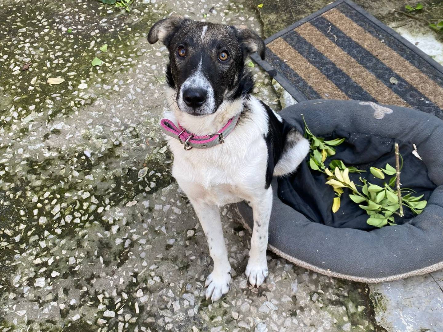 Adotta un cane, femmina, 1 anno e 6 mesi, Caserta