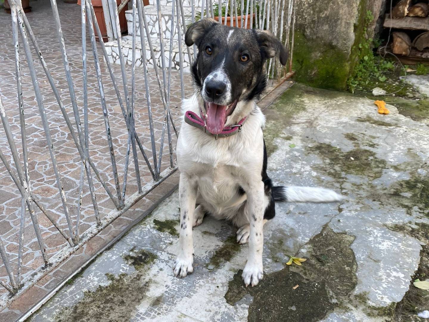 Adotta un cane, taglia media contenuta, femmina, Caserta