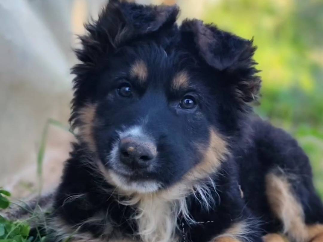 Adozione cane, maschio, Pastore tedesco Razza sconosciuta, 11 mesi, taglia media, Palermo