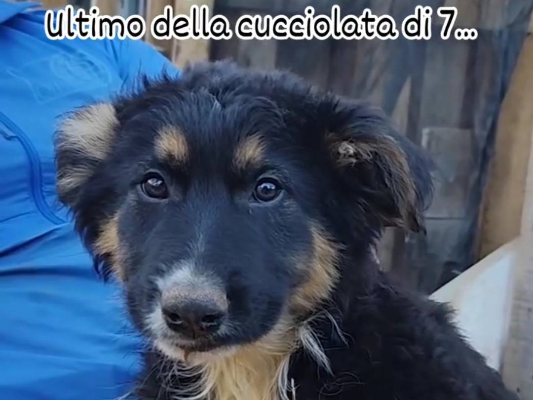 Adotta un cane, maschio, 11 mesi, Palermo
