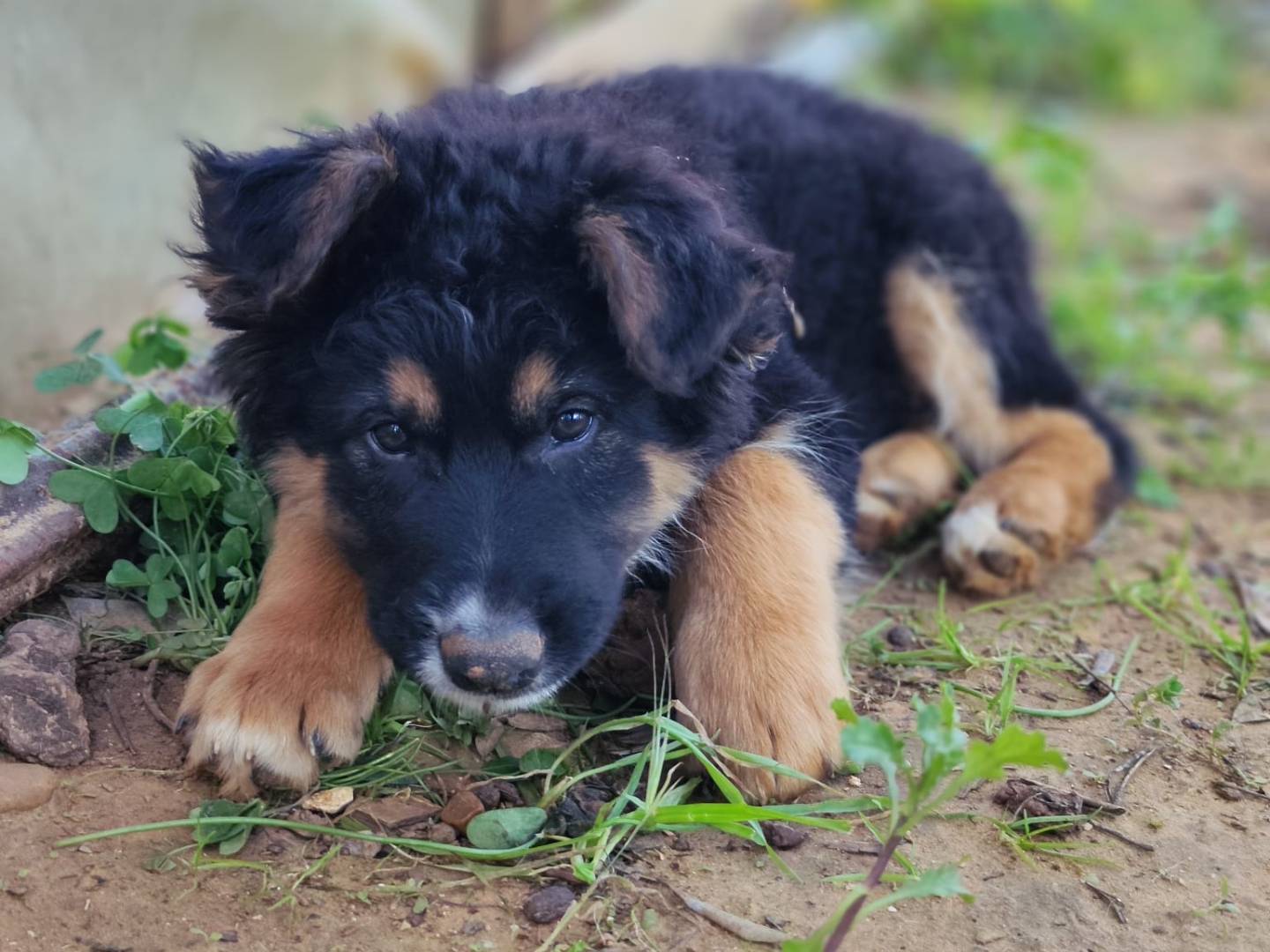Adotta un cane, taglia media, maschio, Palermo