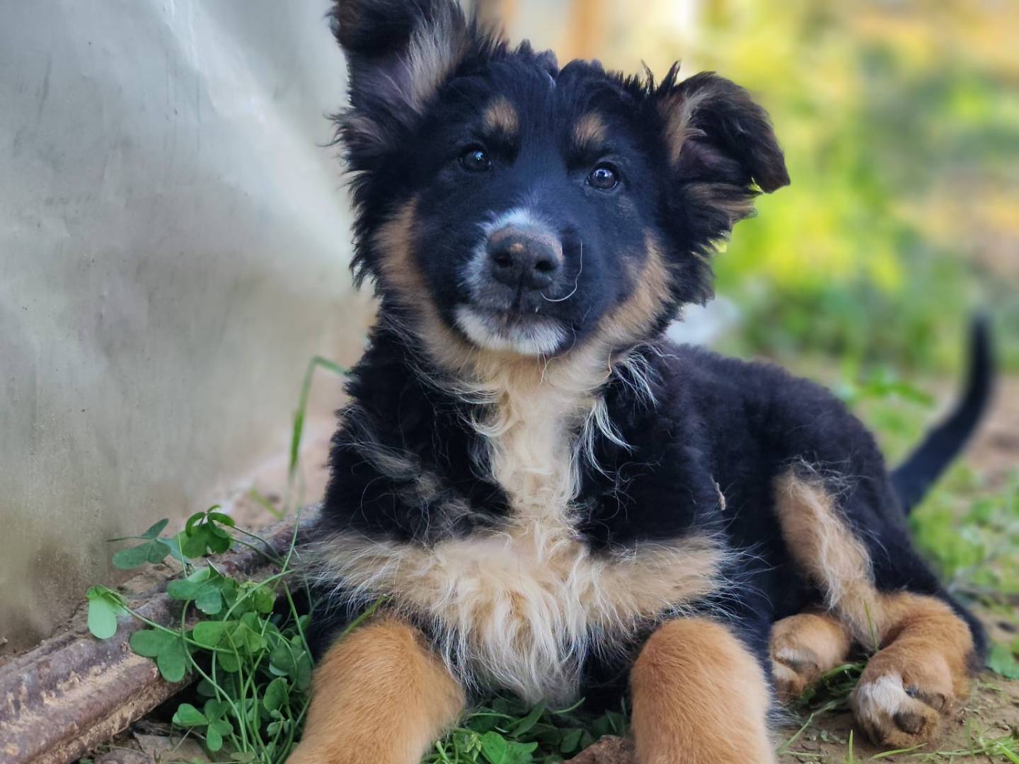 Vuoi adottare un cane a Palermo?