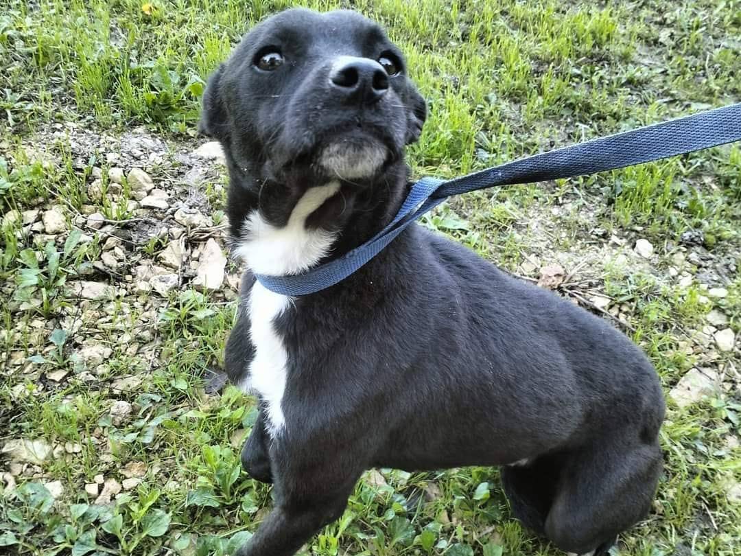 Adozione cane, maschio, Razza sconosciuta Razza sconosciuta, 4 anni  e 3 mesi , taglia piccola, Frosinone