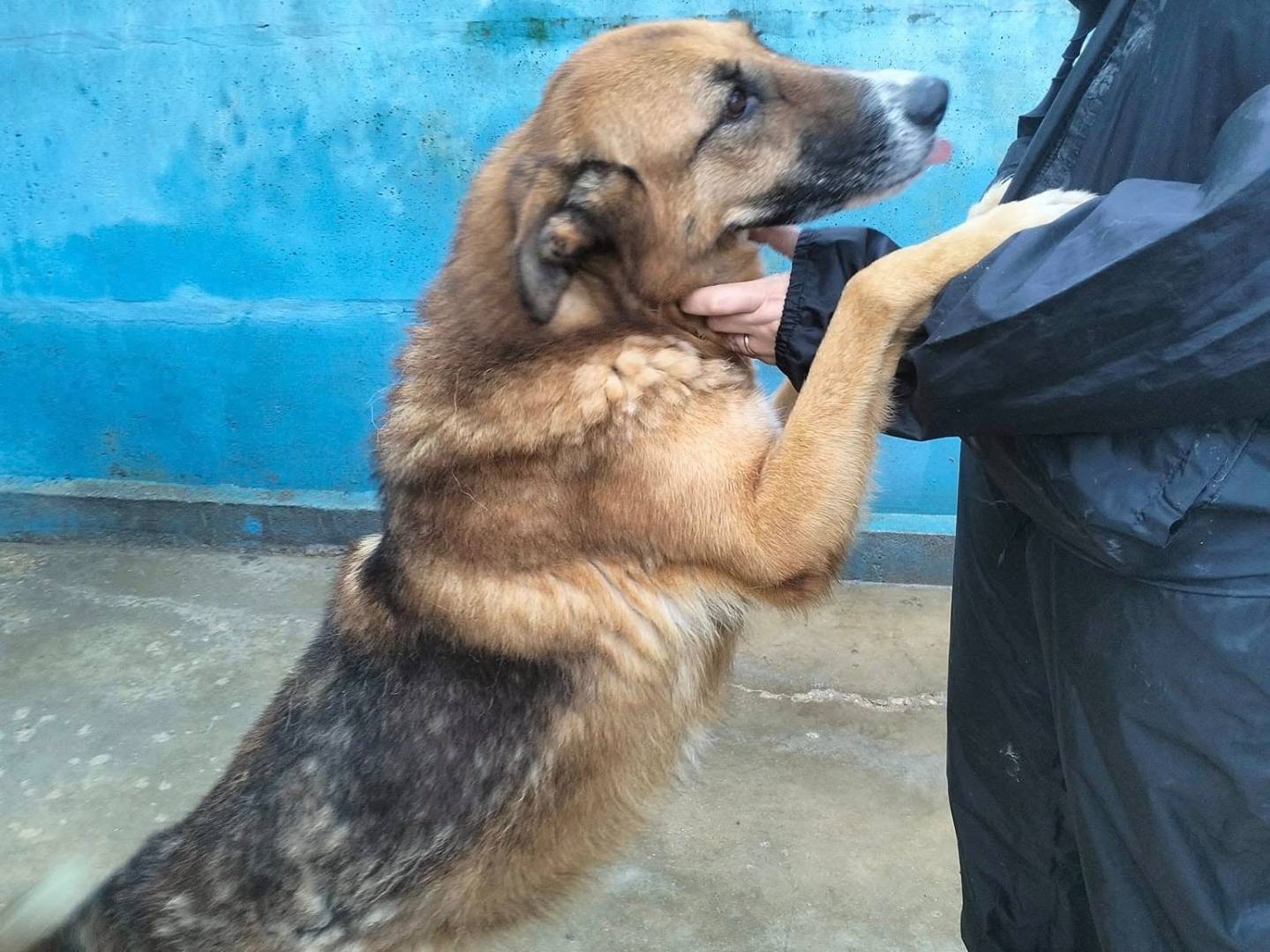 Foto dell'animale