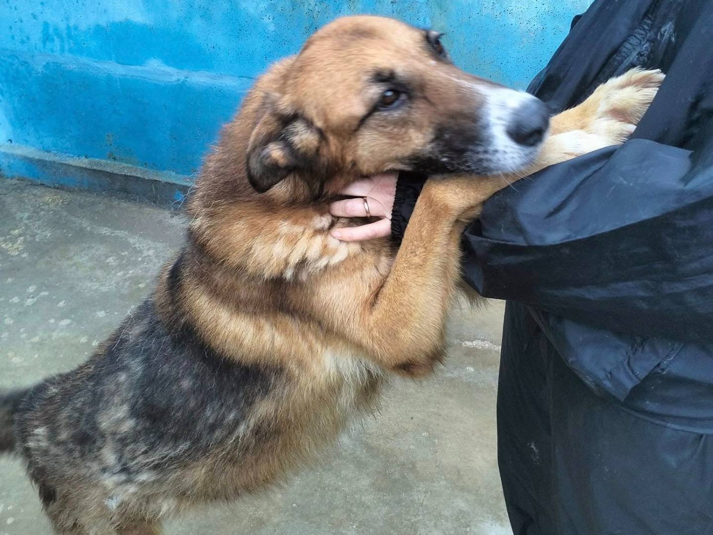 Adotta un cane, femmina, 9 anni  e 2 mesi , Frosinone