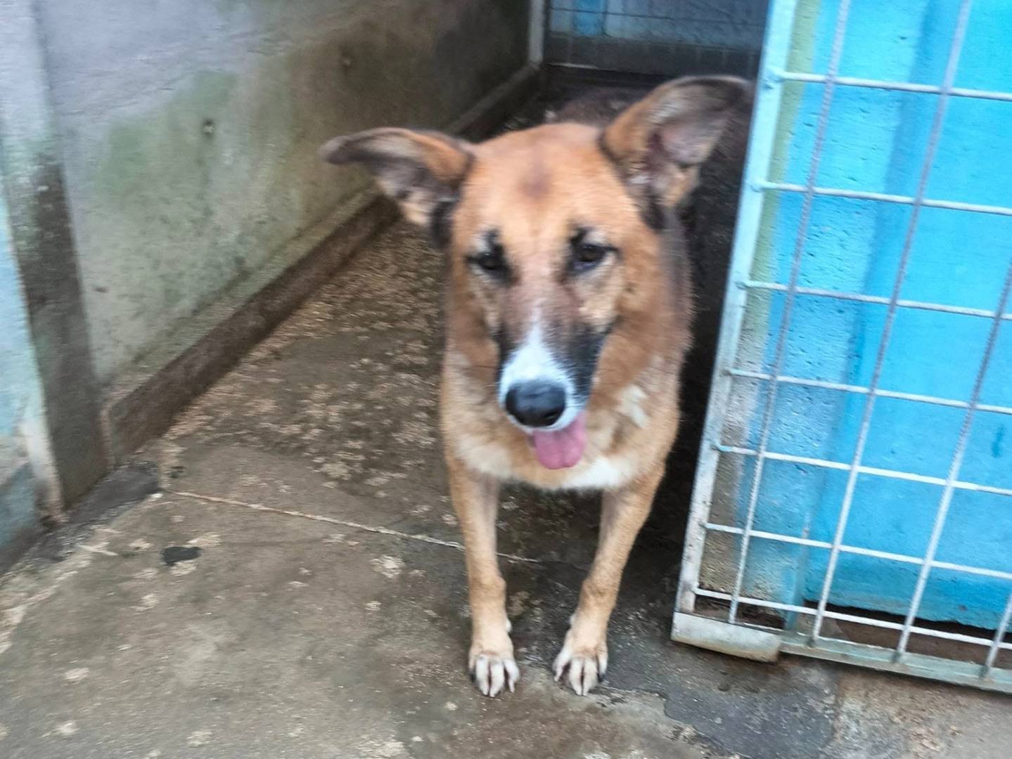 Adotta un cane, taglia grande, femmina, Frosinone