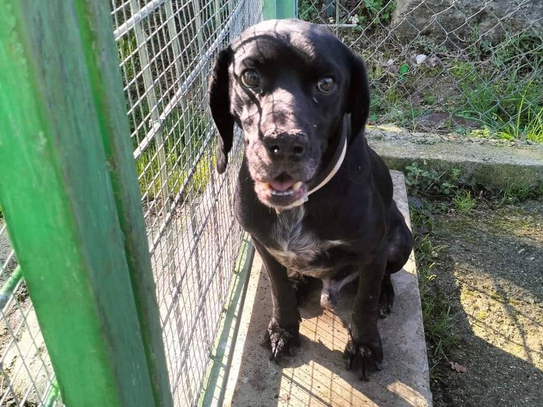 Adotta un cane, taglia media, maschio, Frosinone