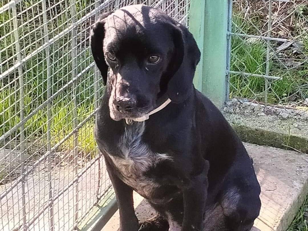 Vuoi adottare un cane a Frosinone?