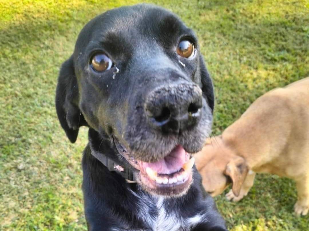 Adotta il cane COCCOLINO a Frosinone