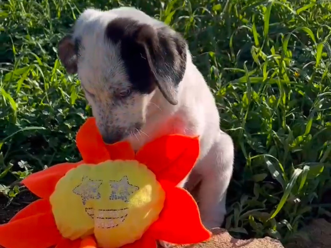 Adotta un cane, maschio, 5 mesi, Bologna