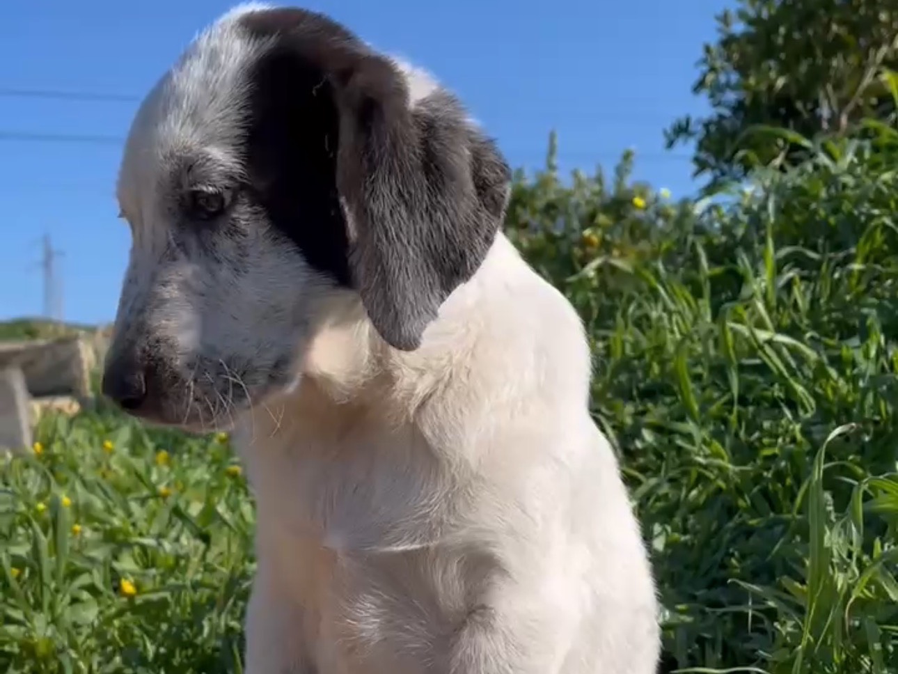 Adotta un cane, taglia media, maschio, Bologna