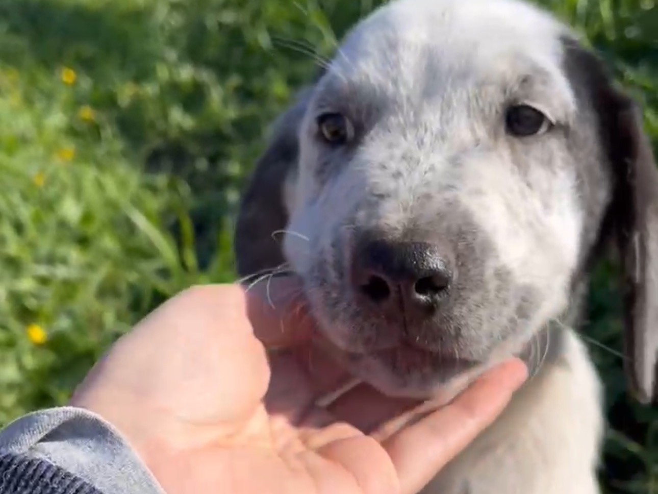 Vuoi adottare un cane a Bologna?