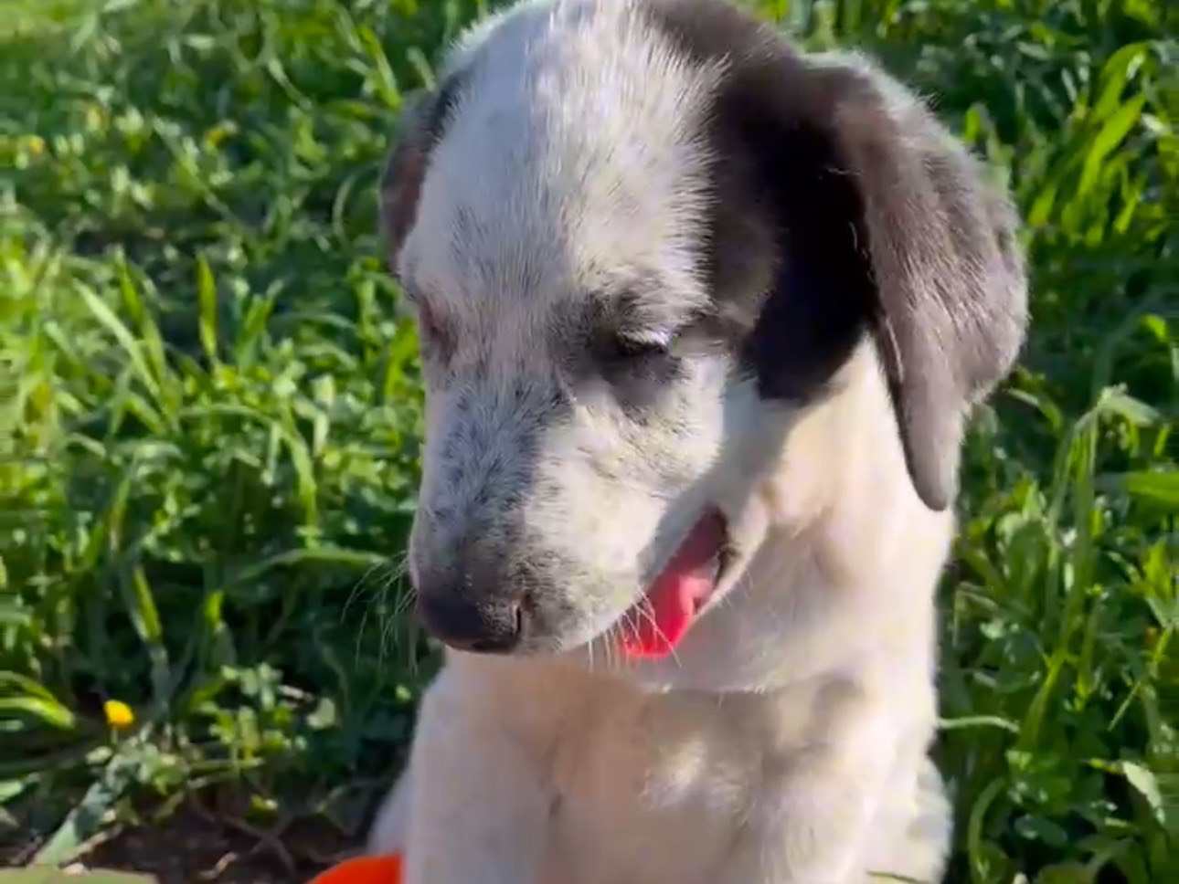 Adotta il cane Marley a Bologna