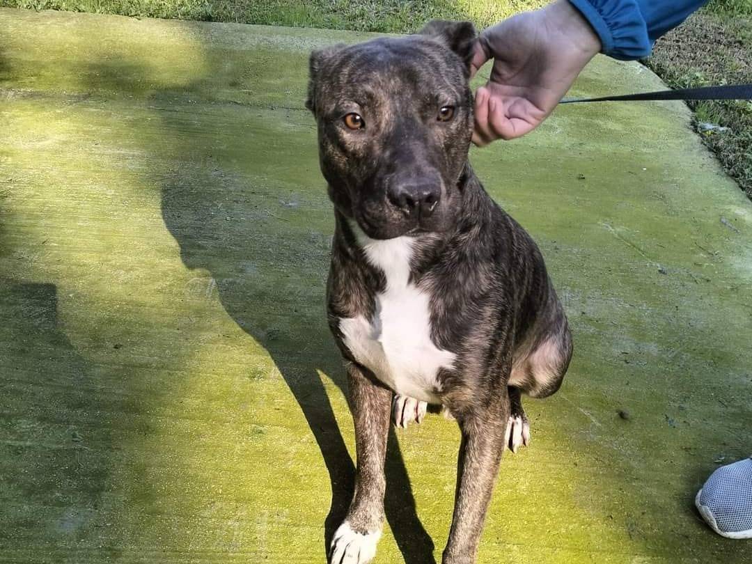 Adotta un cane, maschio, 2 anni  e 3 mesi , Frosinone