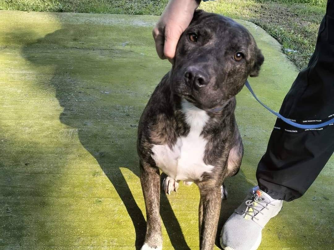 Vuoi adottare un cane a Frosinone?