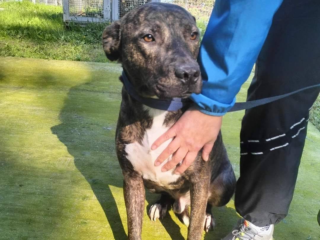 Adotta il cane APOLLO a Frosinone