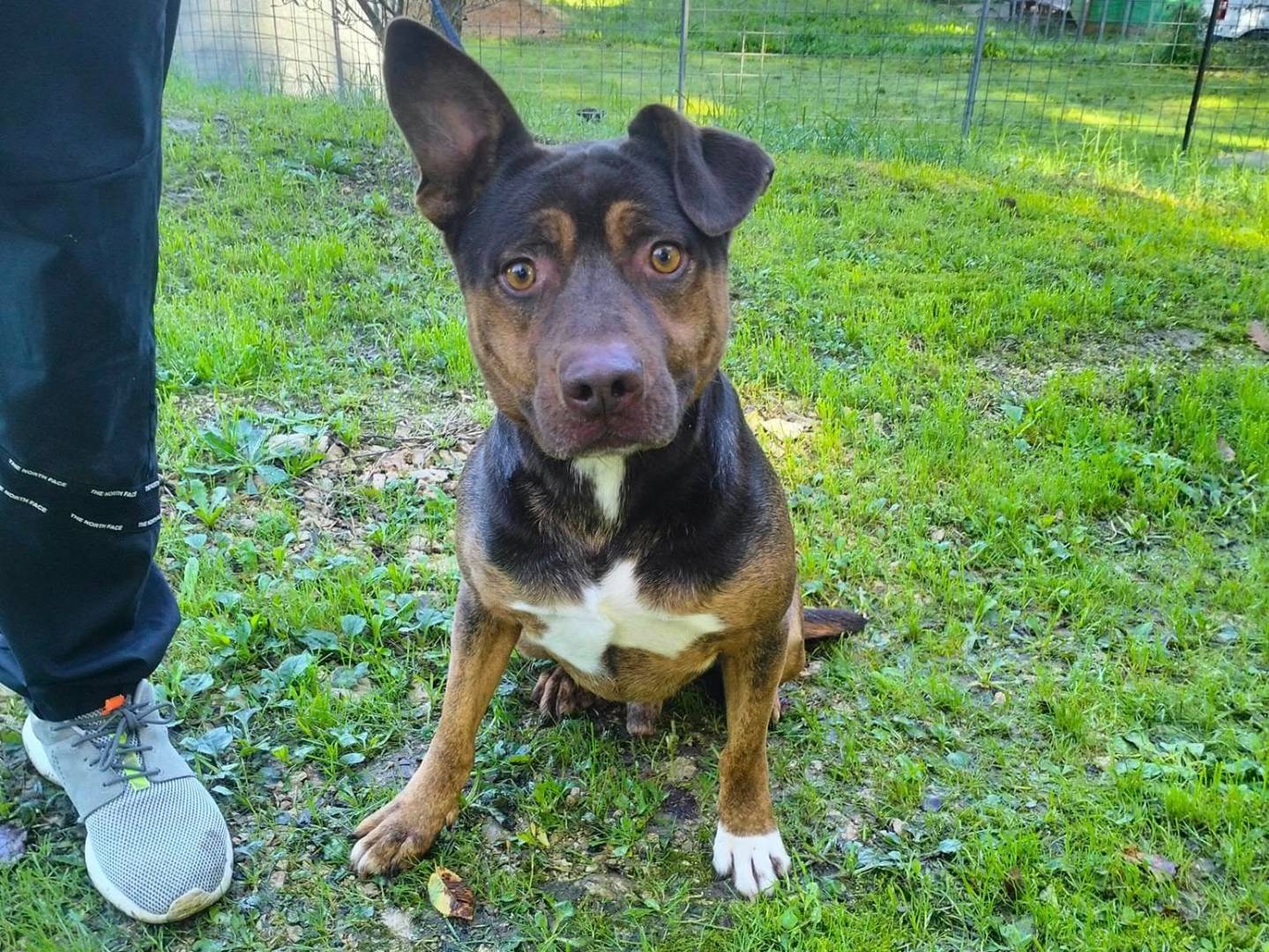 Adotta un cane, maschio, 4 anni  e 3 mesi , Frosinone