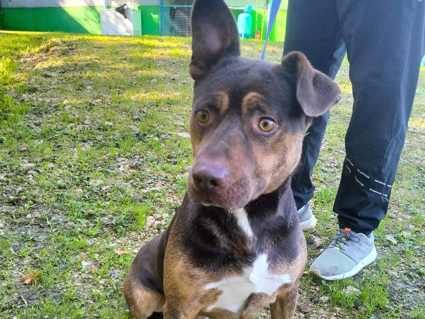 Adotta un cane, taglia media, maschio, Frosinone
