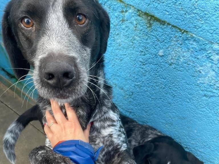 Adotta un cane, maschio, 7 anni  e 3 mesi , Frosinone