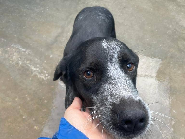 Adotta un cane, taglia media, maschio, Frosinone