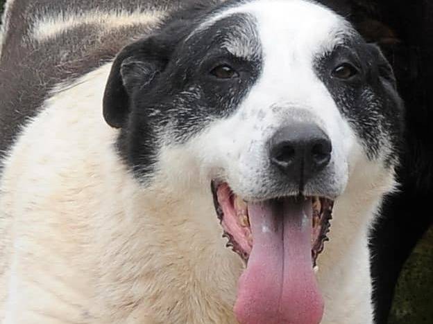 Adozione cane, maschio, Razza sconosciuta Razza sconosciuta, 8 anni  e 2 mesi , taglia grande, Frosinone