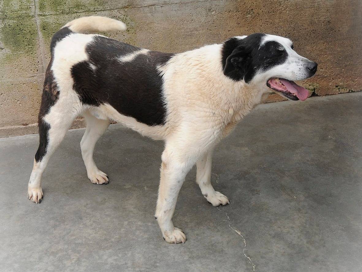 Adotta un cane, maschio, 8 anni  e 2 mesi , Frosinone