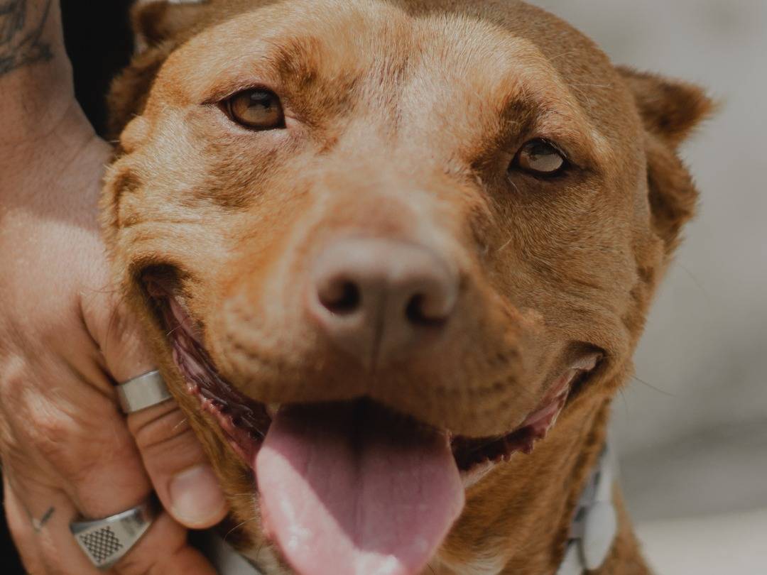 Adotta un cane, femmina, 5 anni  e 6 mesi , Caserta