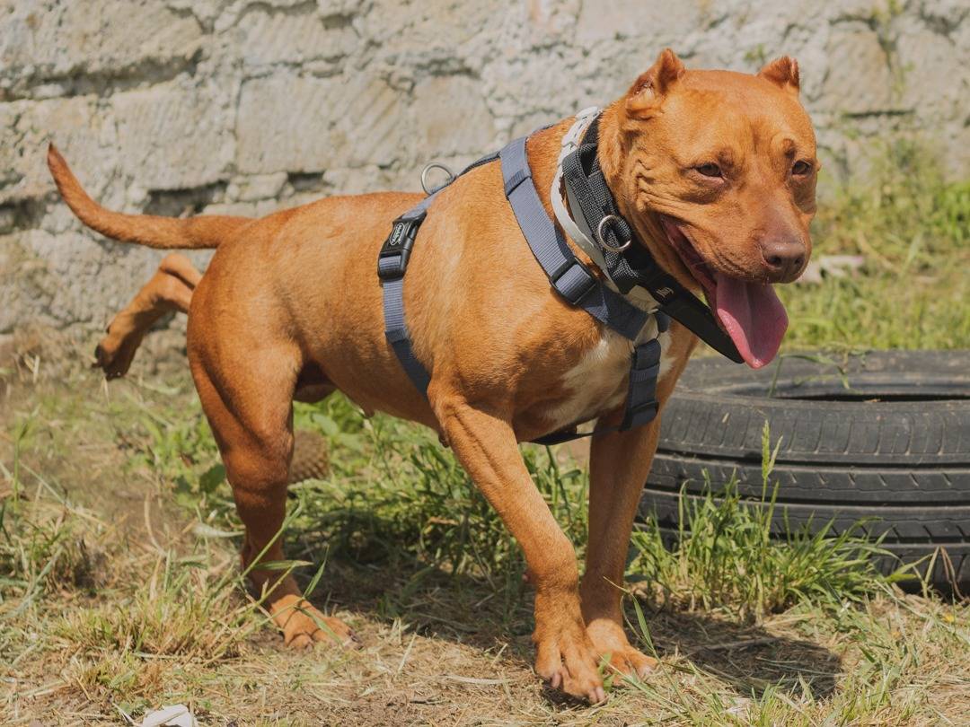 Adotta un cane, taglia grande, femmina, Caserta