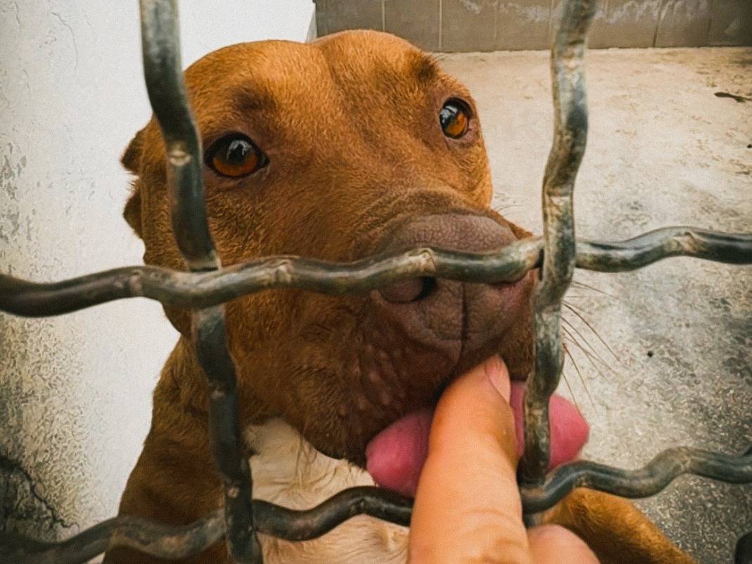 Vuoi adottare un cane a Caserta?