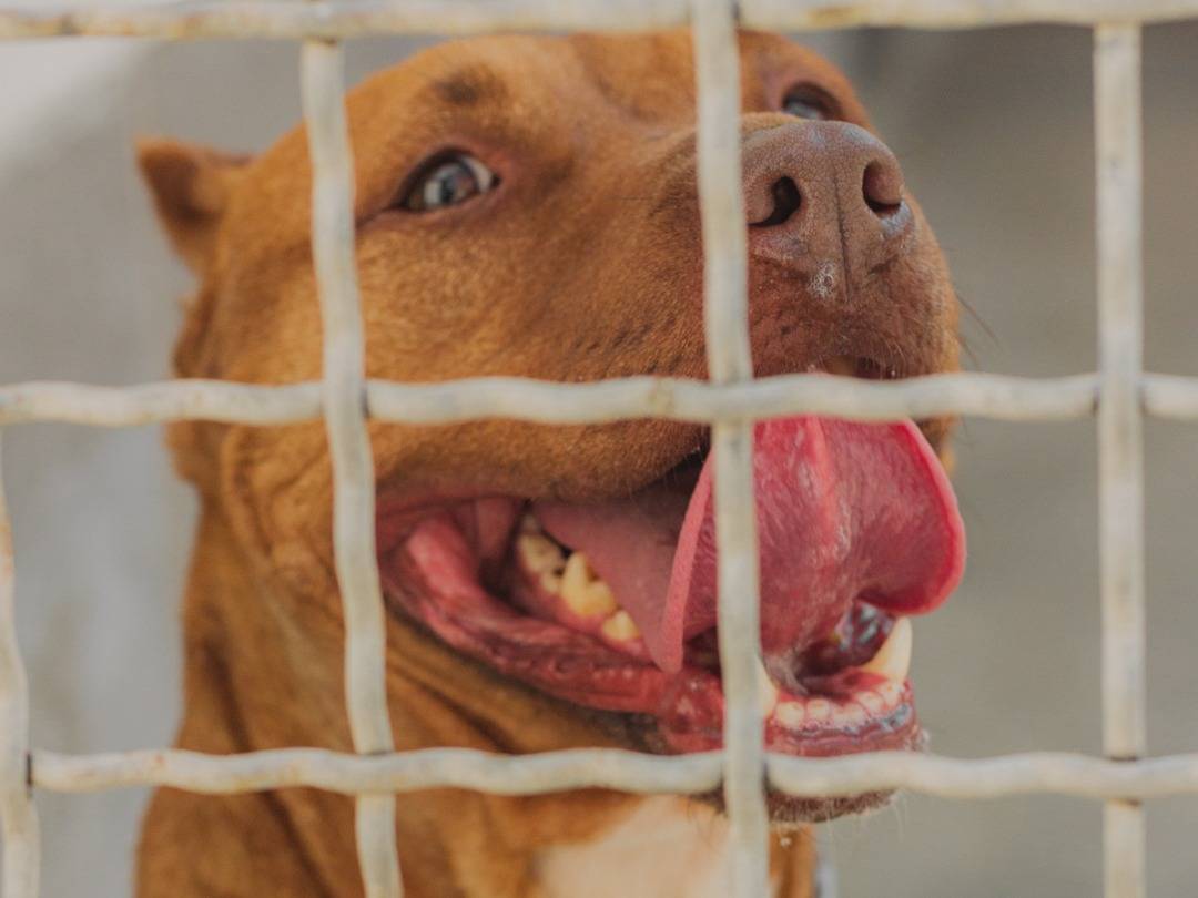Adotta il cane Ginger a Caserta