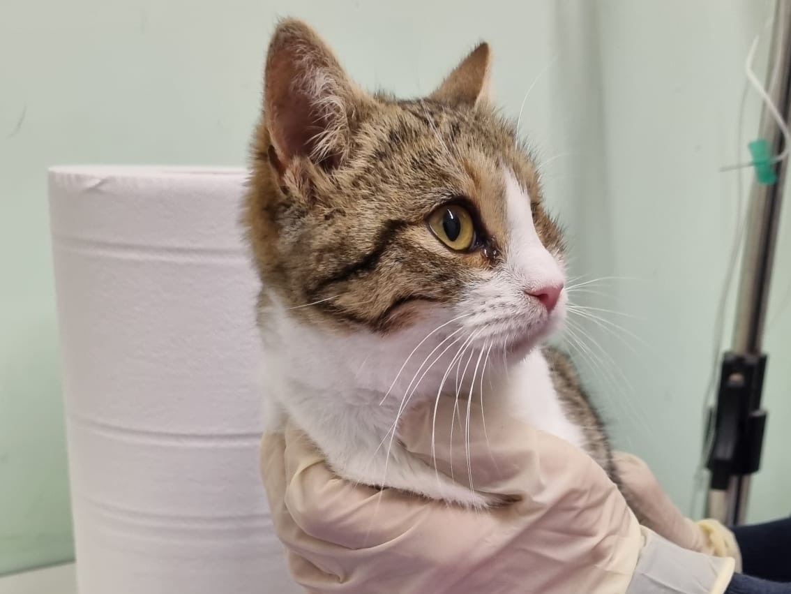 Adotta un gatto, femmina, 10 mesi, Chieti