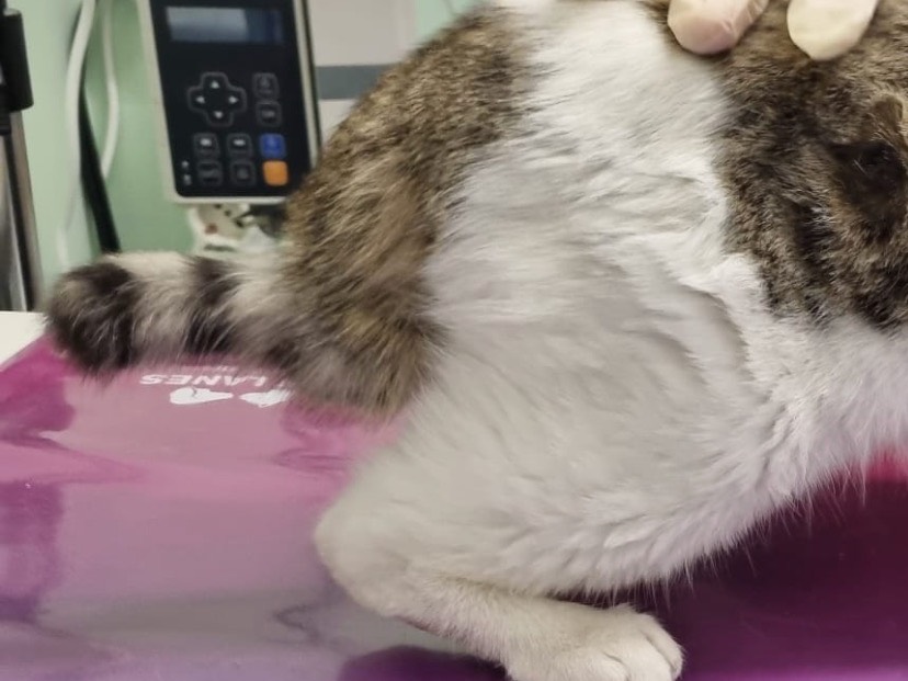 Vuoi adottare un gatto a Chieti?