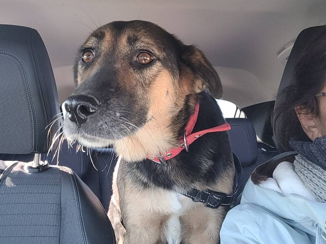 Adozione cane, femmina, Pastore tedesco Razza sconosciuta, 4 anni , taglia media, Milano