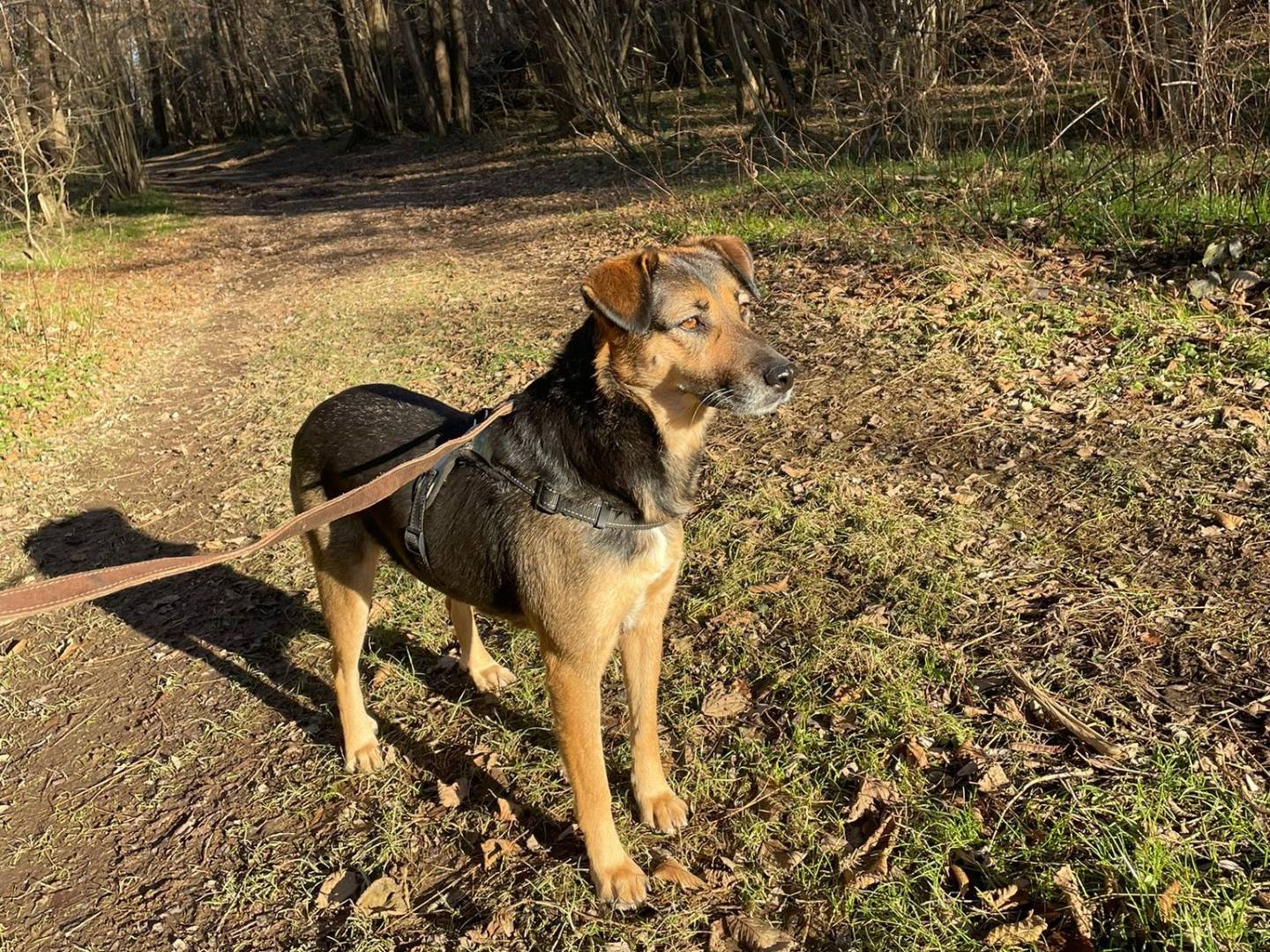 Adotta un cane, femmina, 4 anni , Milano