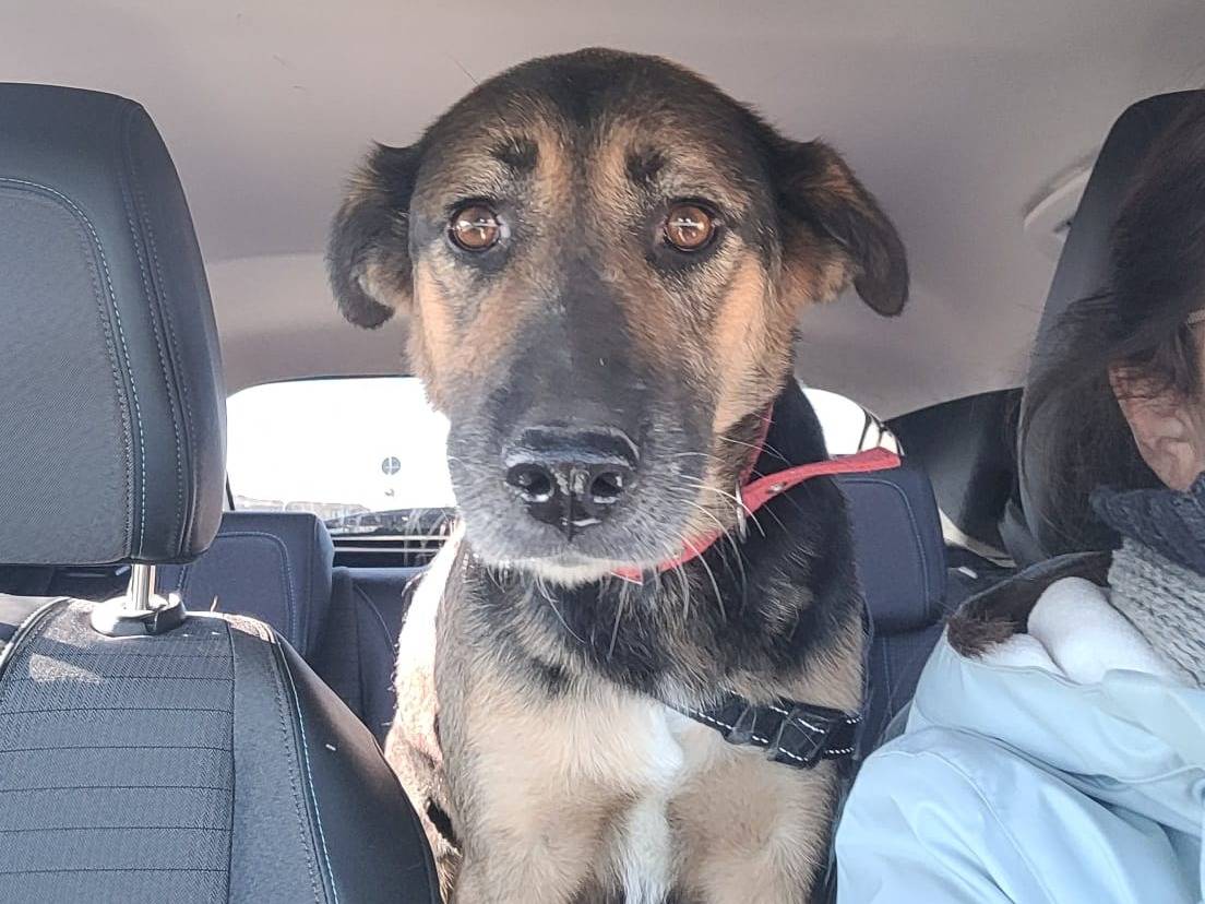 Adotta un cane, taglia media, femmina, Milano
