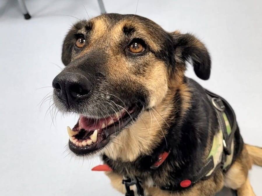 Vuoi adottare un cane a Milano?