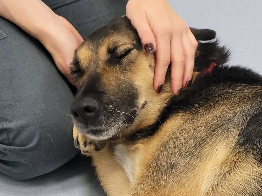Adotta il cane BROWNIE a Milano