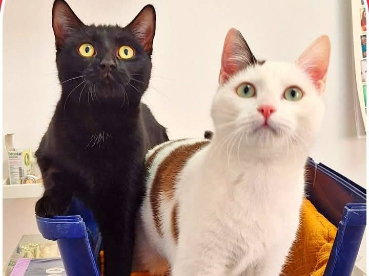 Adozione gatto, femmina, Razza sconosciuta Razza sconosciuta, 8 mesi, taglia non valida, Parma