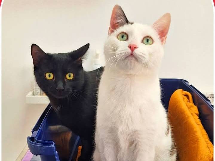 Vuoi adottare un gatto a Parma?