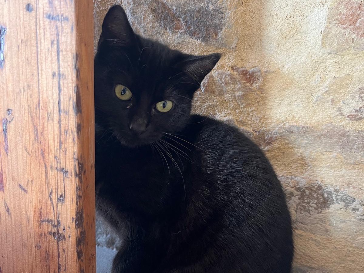 Adotta un gatto, femmina, 5 mesi, Ancona