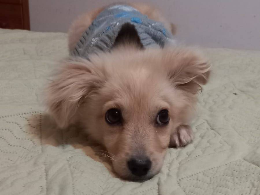 Adotta un cane, femmina, 1 anno e 4 mesi, Cosenza