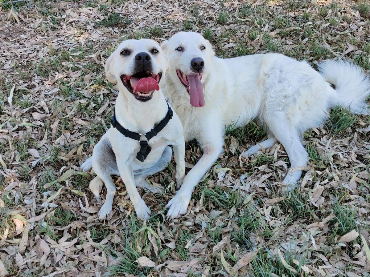 Vuoi adottare un cane a Caserta?