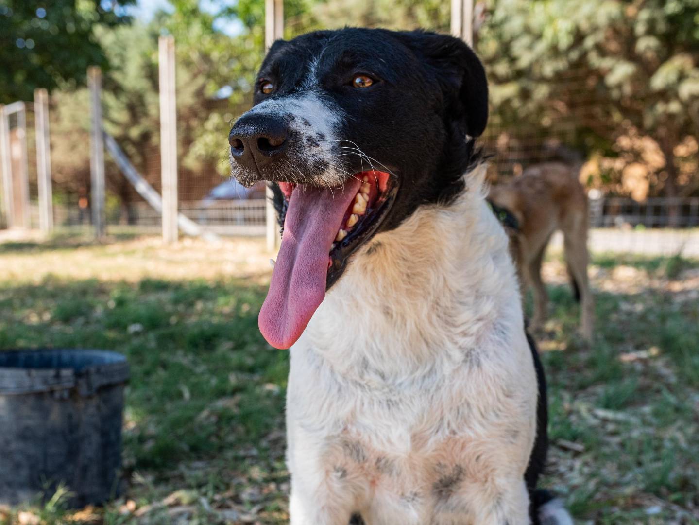 Adotta un cane, maschio, 4 anni  e 1 mese, Caserta