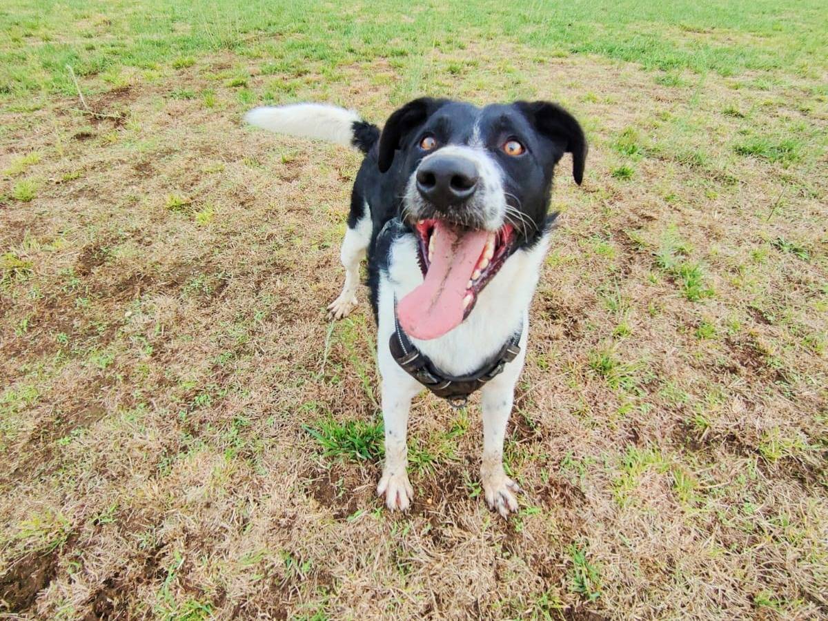 Adotta un cane, taglia grande, maschio, Caserta