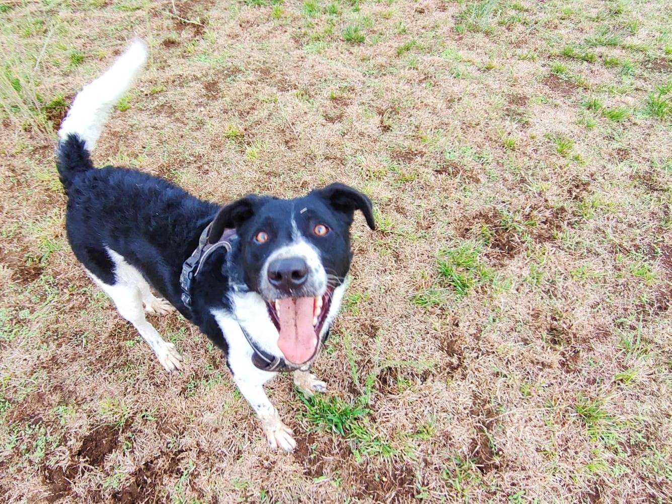 Vuoi adottare un cane a Caserta?