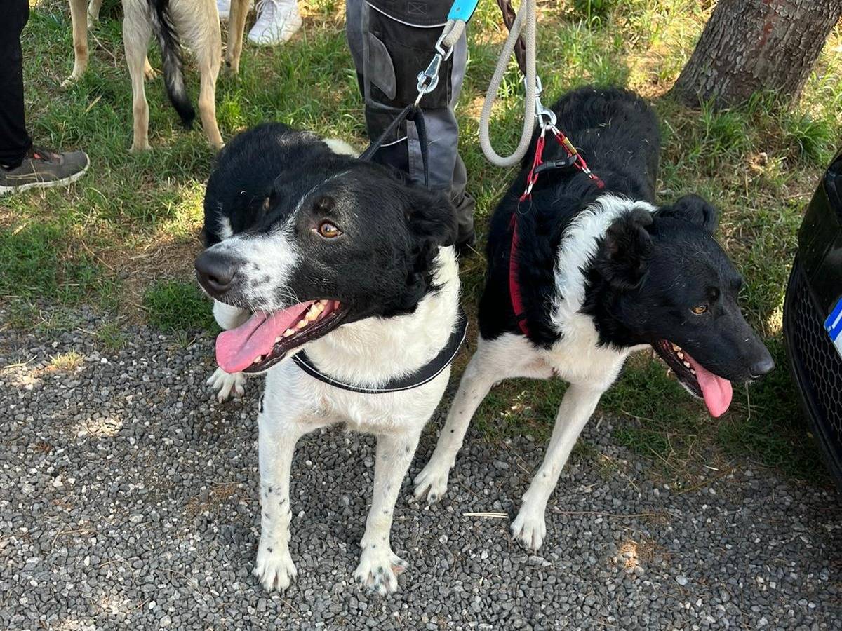 Adotta il cane Balu a Caserta