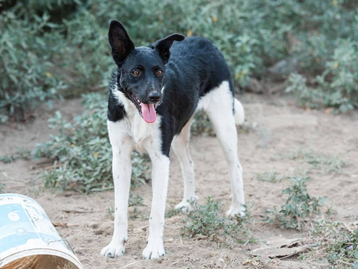 Adotta un cane, taglia media, femmina, Caserta