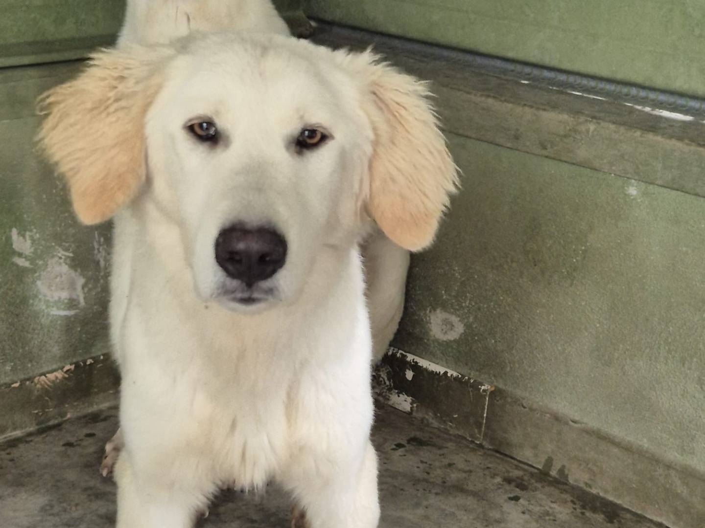 Adotta un cane, taglia grande, maschio, Napoli
