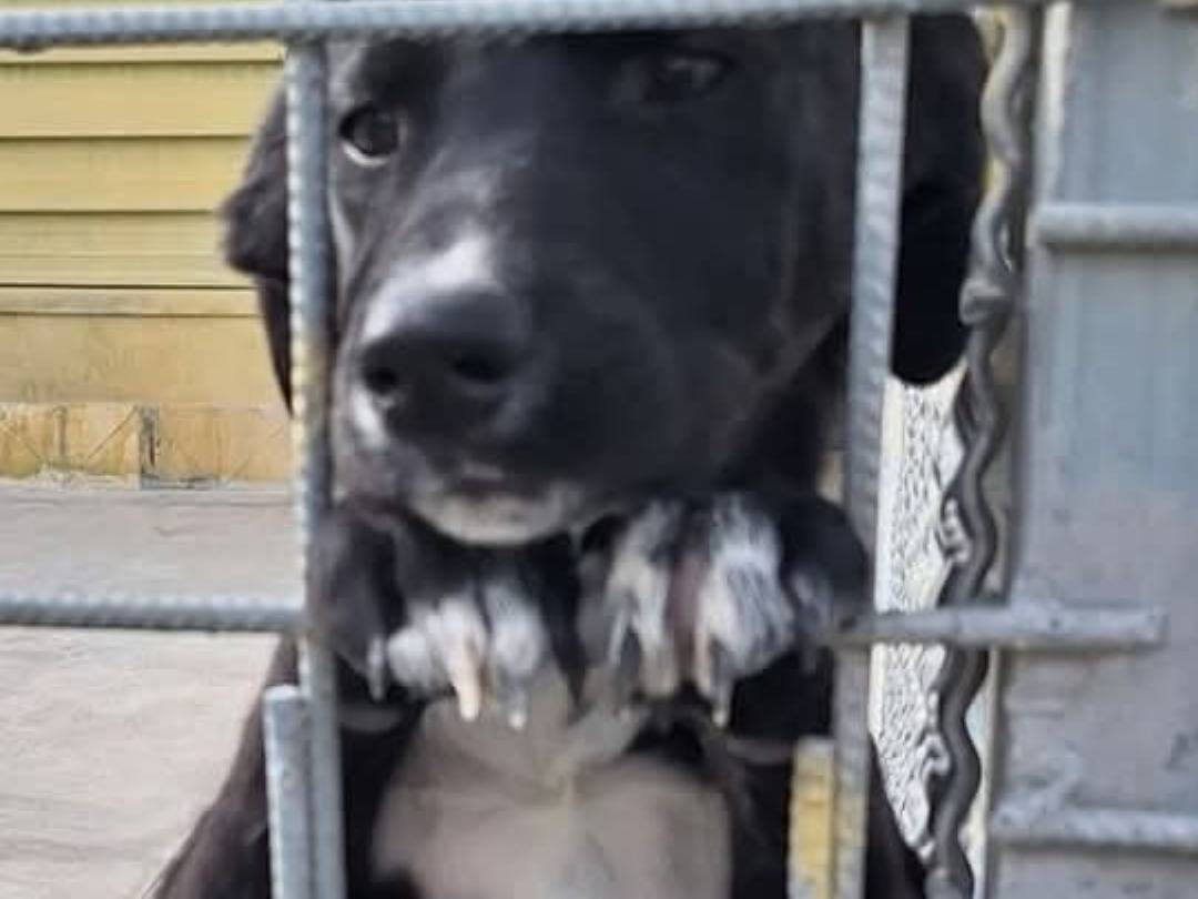 Adotta un cane, maschio, 11 mesi, Napoli