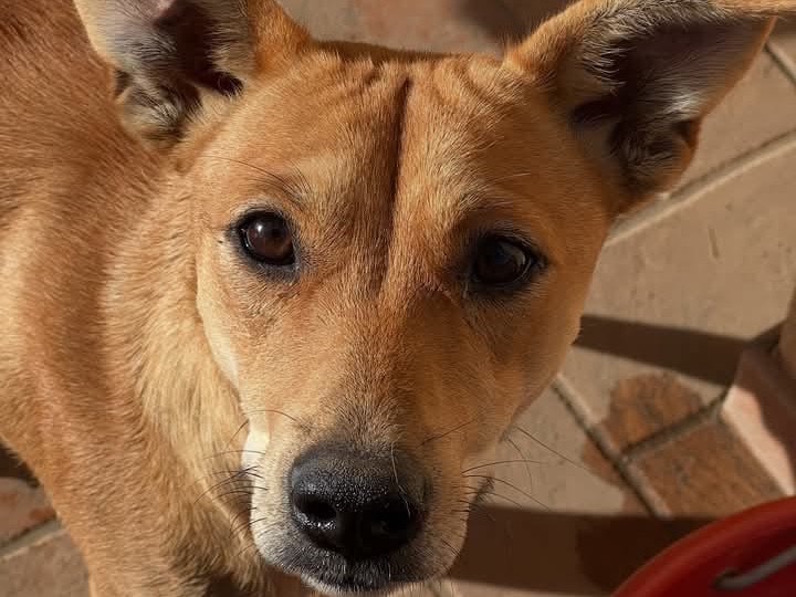 Adozione cane, femmina, Pinscher Razza sconosciuta, 1 anno e 6 mesi, taglia media contenuta, Roma